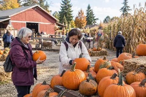Maan Farms Pumpkin Patch Trip