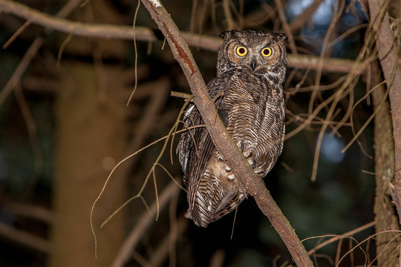 Creatures of the Night — October 21